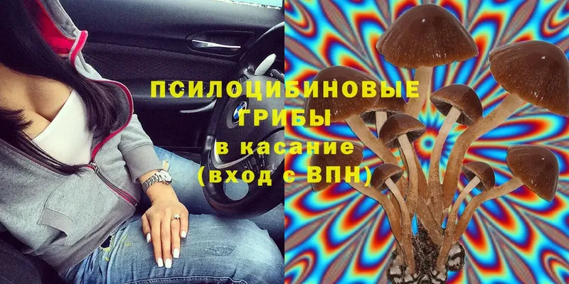 Галлюциногенные грибы Psilocybe  omg зеркало  Кыштым 